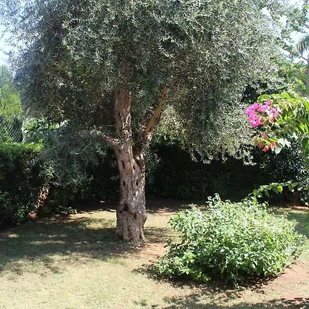 Turchese