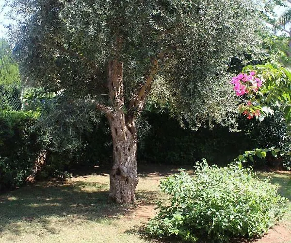 Turchese